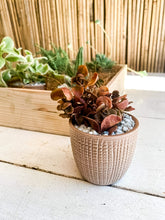 Load image into Gallery viewer, Succulent in Pot