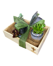 Load image into Gallery viewer, Succulent Gift Boxes
