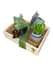 Load image into Gallery viewer, Succulent Gift Boxes, 3