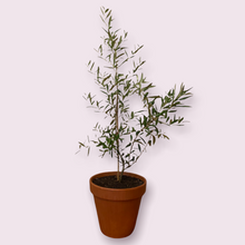 Load image into Gallery viewer, Baby Olive Tree and terracotta pot