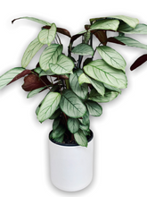 Load image into Gallery viewer, Calathea indoor plant