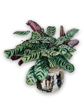 Load image into Gallery viewer, Easy Care Indoor Plant, decorative ceramic pot