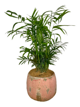 Load image into Gallery viewer, Easy Care Indoor Plant, decorative pot