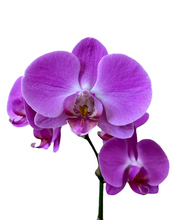 Load image into Gallery viewer, Phalaenopsis Orchid, close up