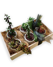 Load image into Gallery viewer, Succulent Gift Boxes, 6