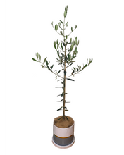 Load image into Gallery viewer, Baby Olive Tree and decorative 2-colour pot