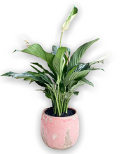 Load image into Gallery viewer, Easy Care Indoor Plant, decorative ceramic pot