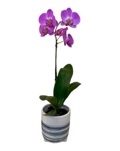 Load image into Gallery viewer, Phalaenopsis Orchid in Pot