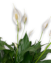 Load image into Gallery viewer, Easy care indoor plant, close up