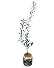 Load image into Gallery viewer, Baby Olive Tree and decorative pot