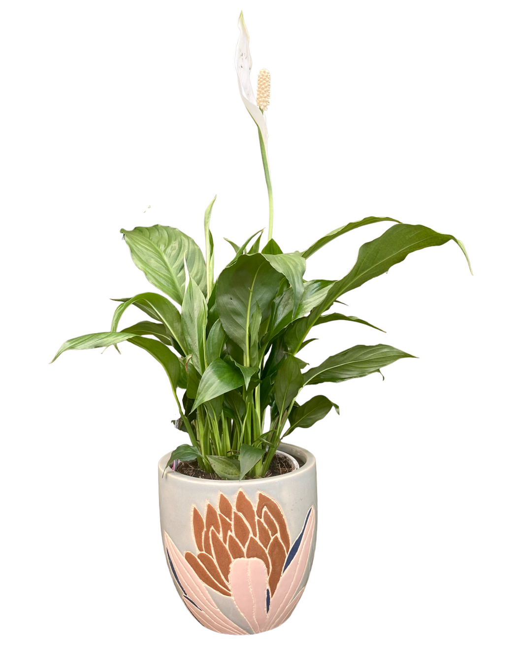 Peace Lily in Protea pot