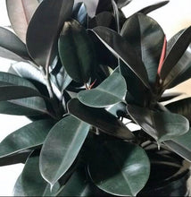 Load image into Gallery viewer, Rubber Plant (ficus)
