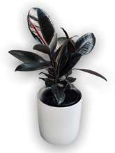 Load image into Gallery viewer, Rubber Plant (ficus)
