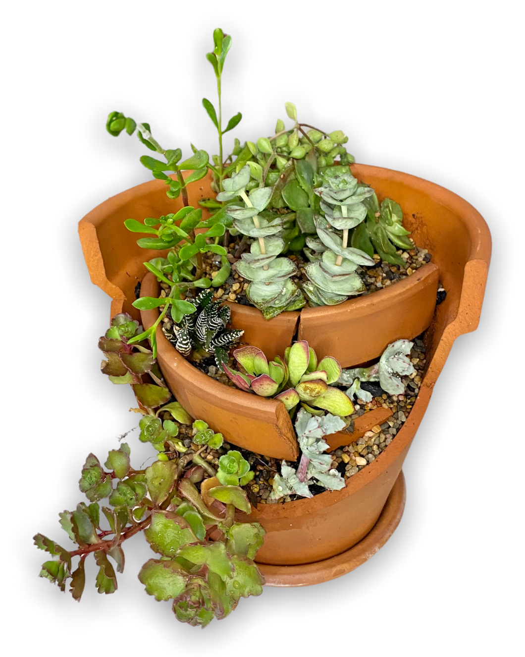 Succulent Garden in Terracotta pot