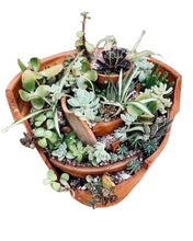 Load image into Gallery viewer, Succulent Garden in Terracotta pot
