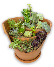 Load image into Gallery viewer, Succulent Garden in Terracotta pot
