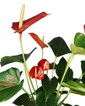 Load image into Gallery viewer, Red Anthurium
