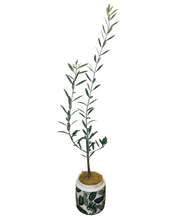 Load image into Gallery viewer, Baby Olive Trees
